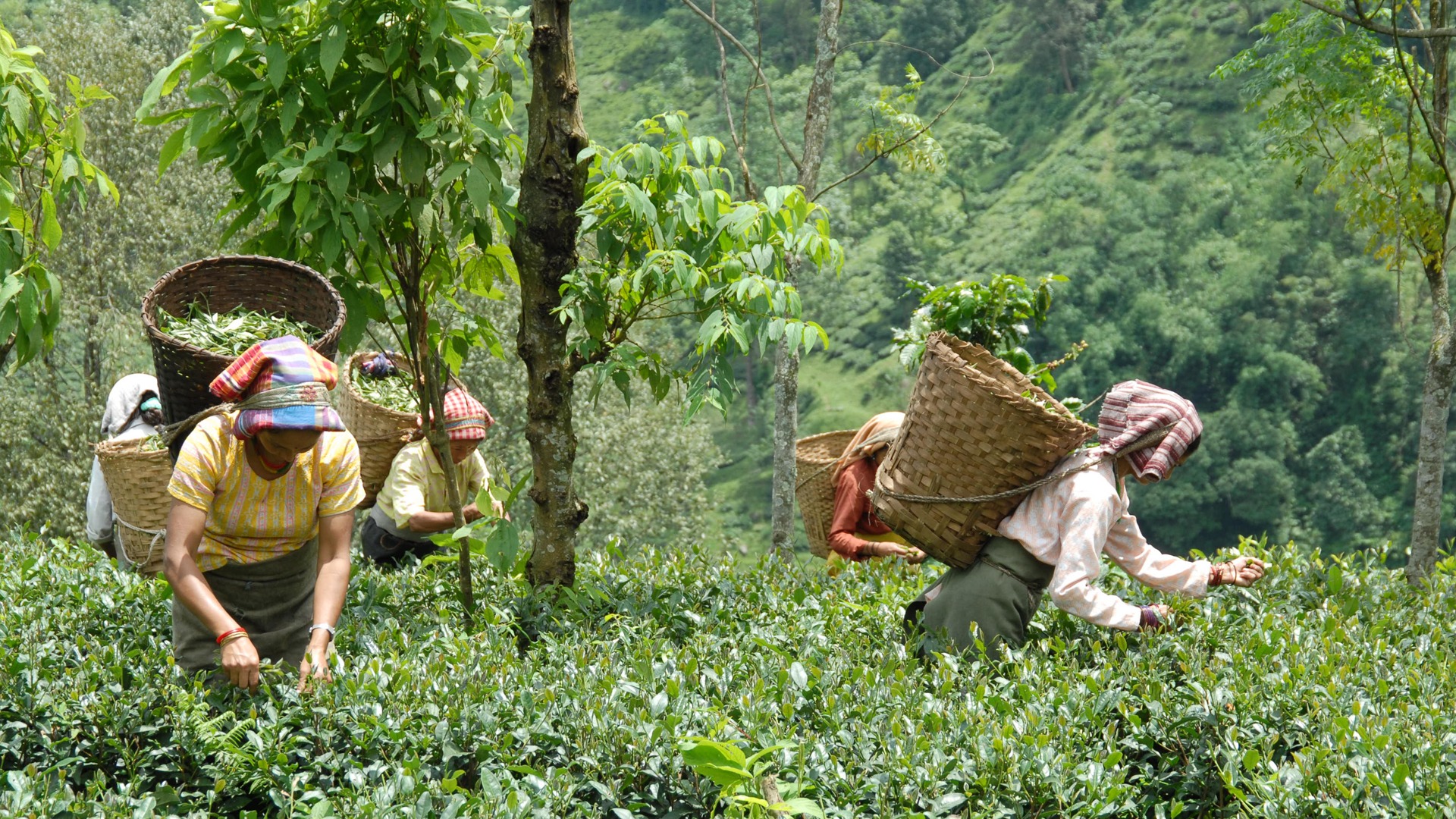 Tea picking in Darjeeling