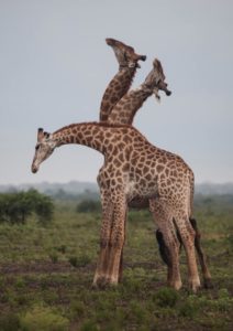 three giraffes by dylan royal