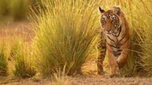 Tiger in Pench National Park