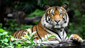 Tiger, Ranthambore National Park