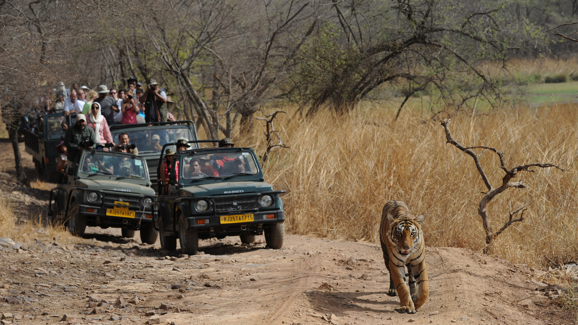 Ranthambore National Park Promises Breathtaking Views & Wildlife