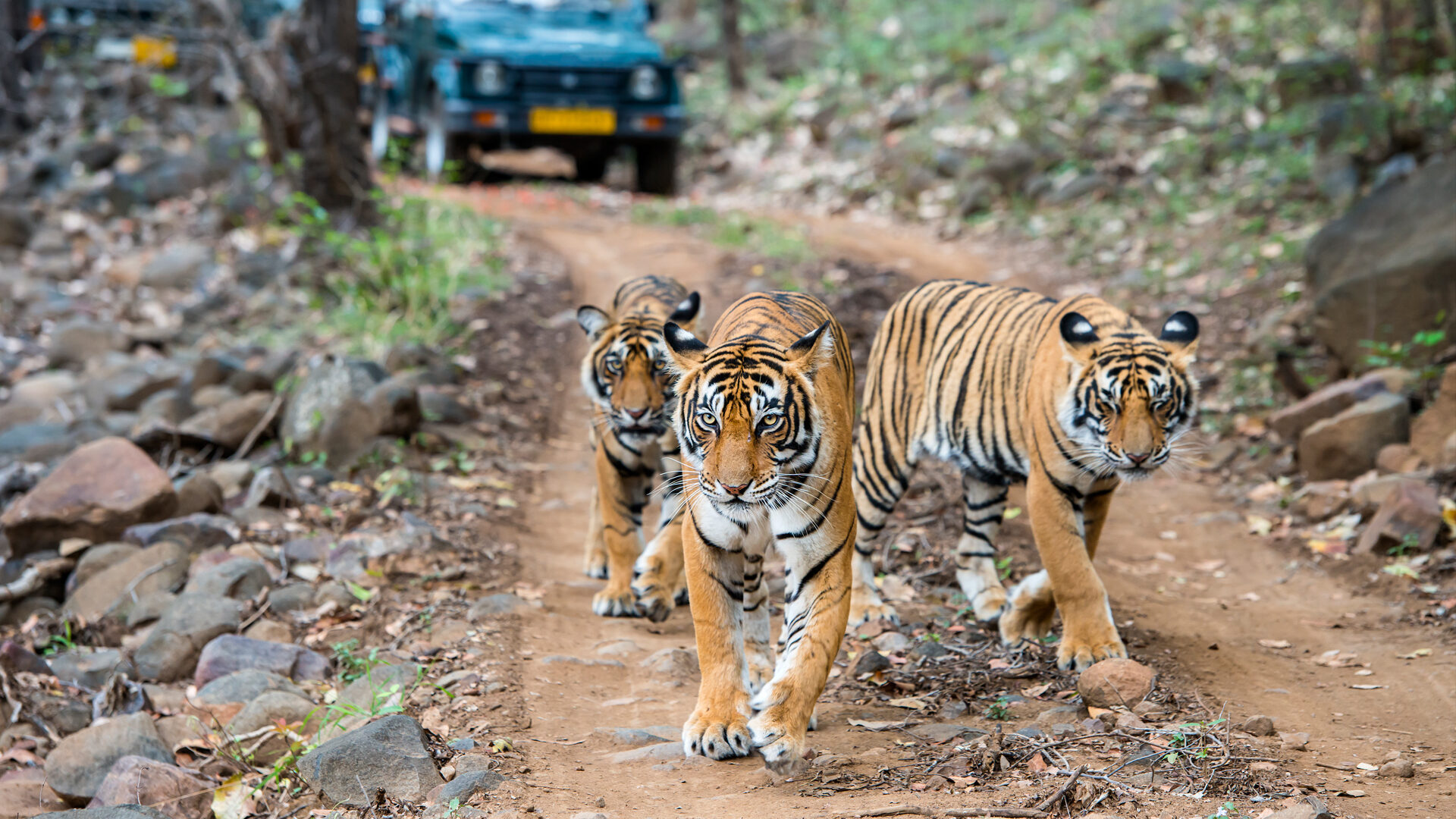 Safari in India: Meet the Royal Bengal Tiger