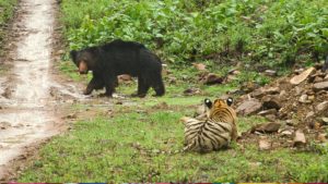 Tiger and Sloth Bear in India