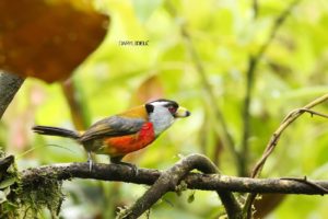 toucan barbet in south america