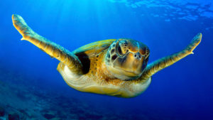 turtle swimming is crystal clear blue water