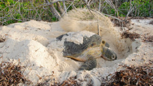 turtle laying eggs on andbeyond mnemba island