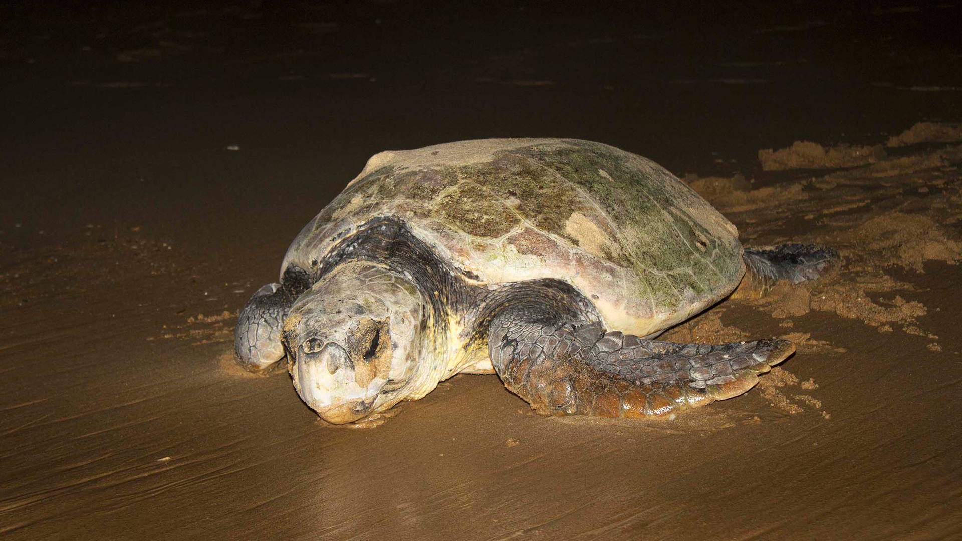 Turtle Nesting Adventure, Phinda Private Game Reserve