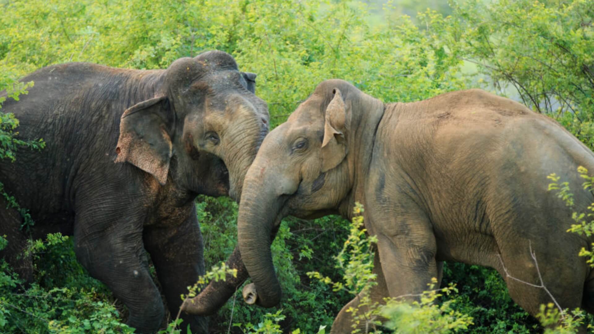 Gathering of Giants | Asian Elephant Migration | Sri LankA, image size:1920x1080