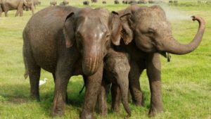 two asian elephants in sri lanka