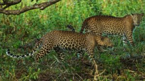 two leopards in india by steve winter