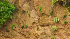 watch birdlife gather at clay licks at dawn