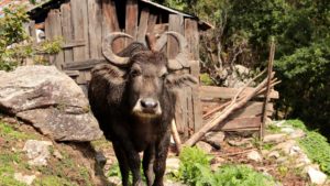 Water Buffalo in ghandruk