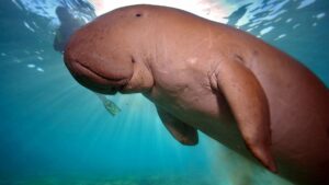 dugong