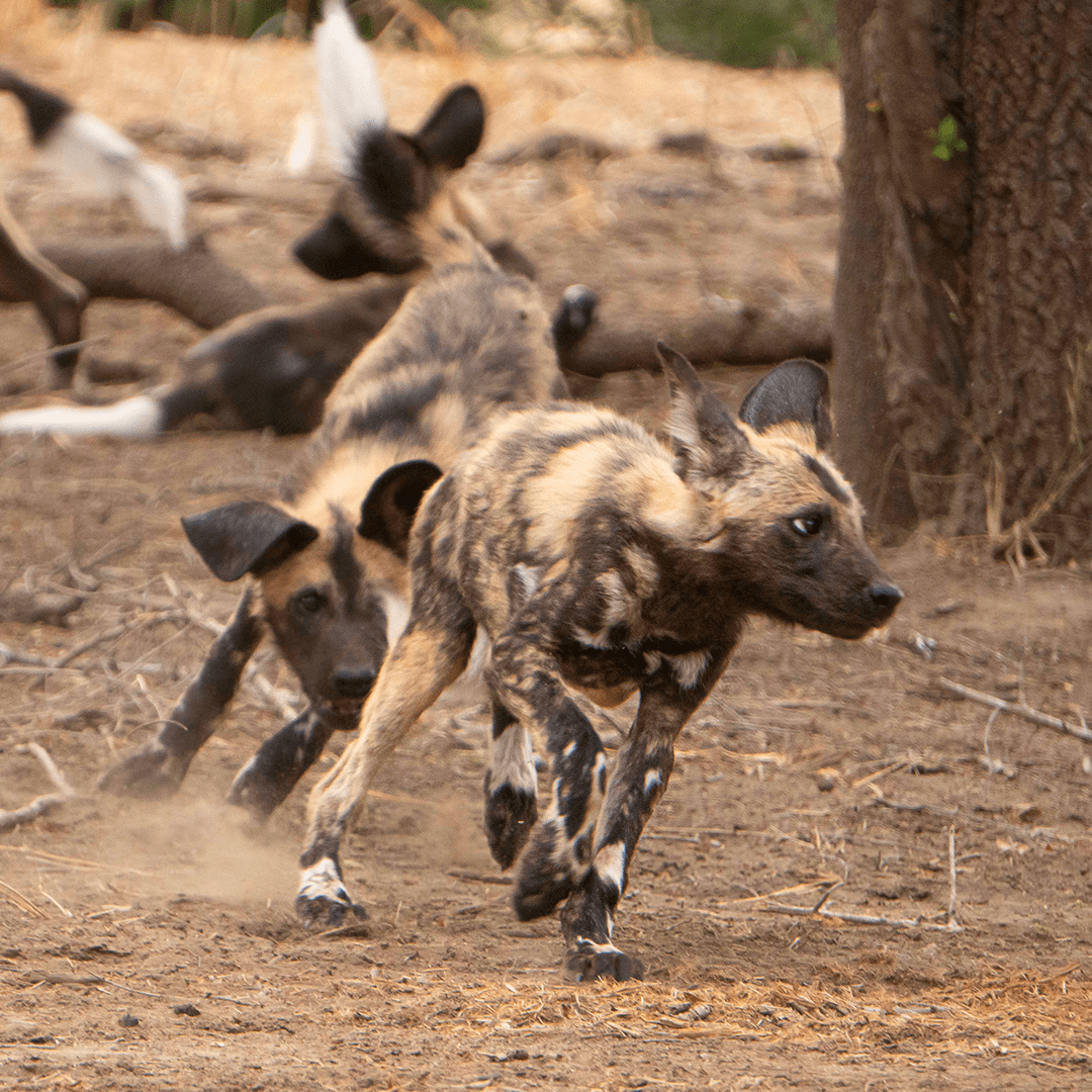 Do Wild Dogs Play With Toys: Surprising Facts Revealed!