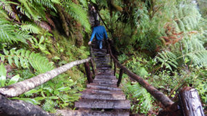 wooden steps in pumalin park south america