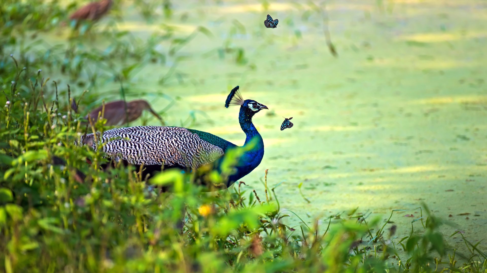 The Wild Heart of Yala National Park – Sri Lanka's most diverse park awaits