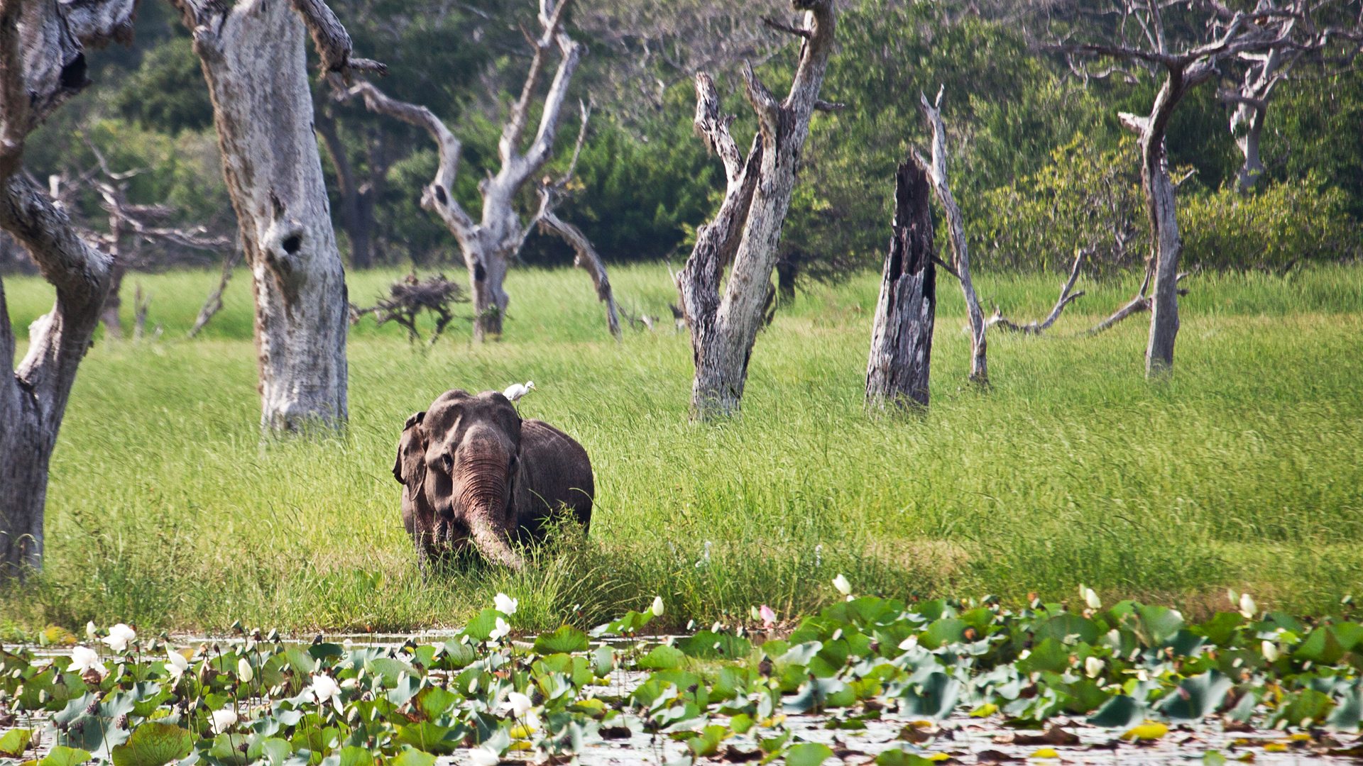 The Wild Heart of Yala National Park – Sri Lanka's most diverse park awaits