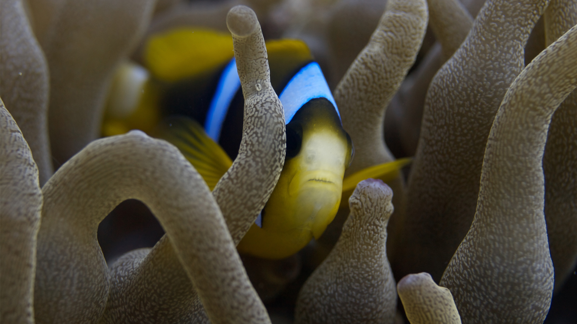 yellow black and white anenome fish oceans without borders