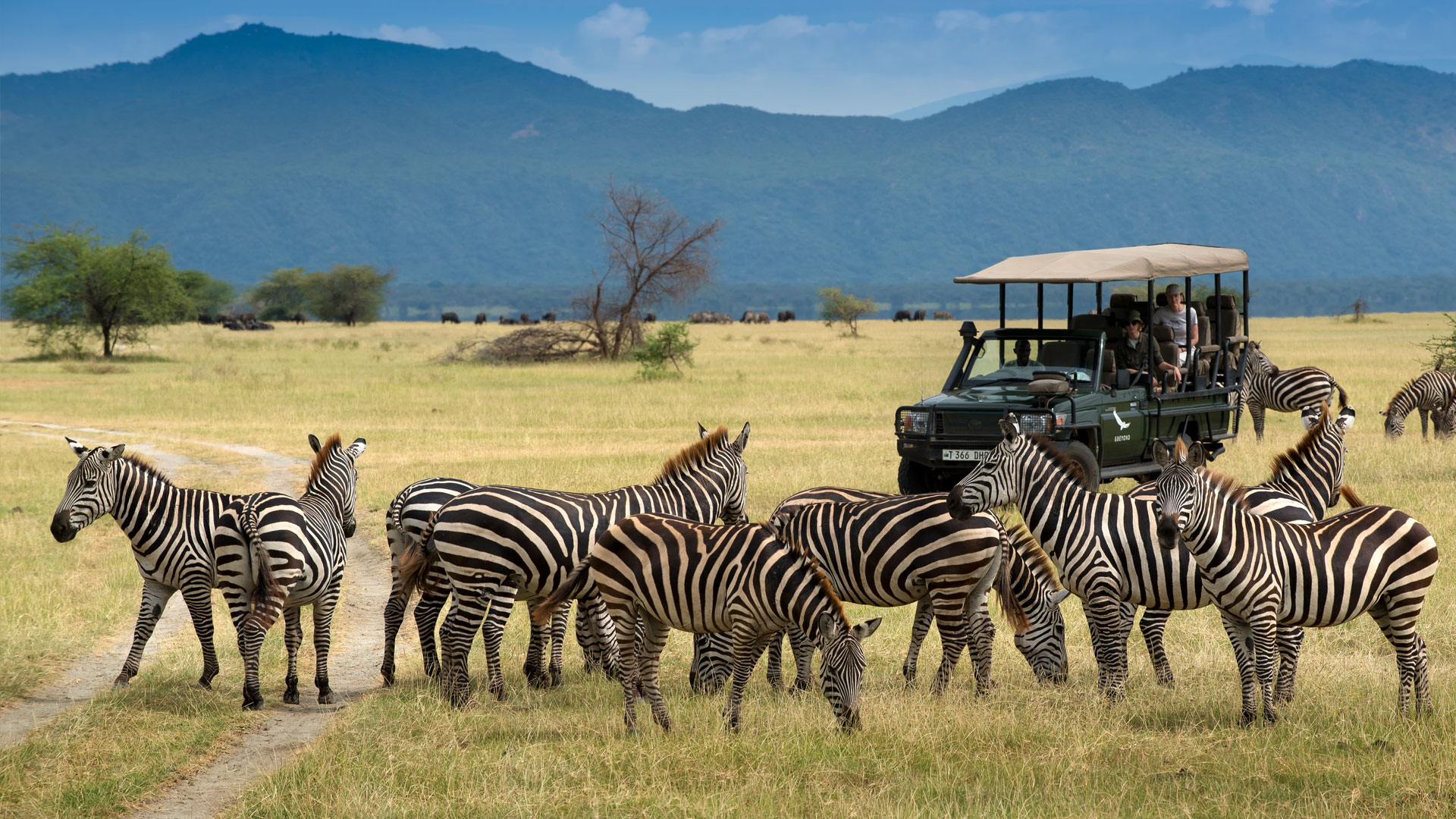 Lună de miere în safari african de lux | Economisiți 50% | si dincolo